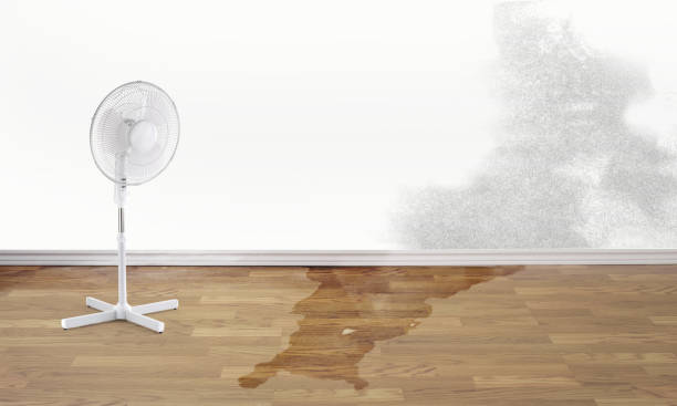 Best Basement water damage restoration  in Chase, PA